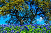 texas bluebonnets spring