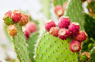 prickly pear cactus