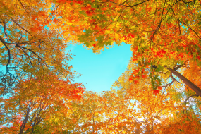 fall leaves in shape of heart