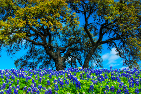 texas bluebonnets spring
