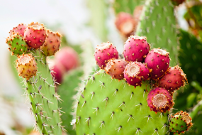 prickly pear cactus