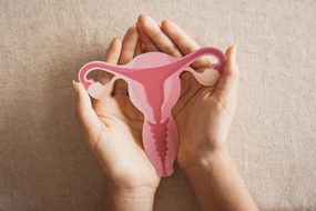ovarian model