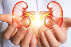 doctor holding model of kidneys